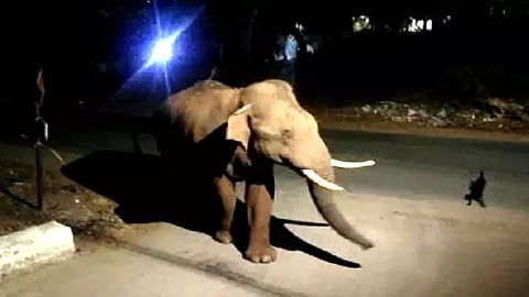 பாகுபலி யானை