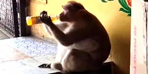 'வெயில் தாங்கலப்பா ஒரு கூல் டிரிங்ஸ் கொடுங்க' குளிர்பான கடைக்கு வந்த குரங்கு