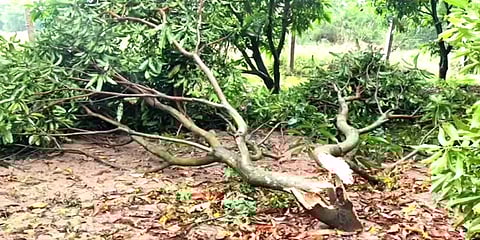 செங்கல்பட்டு: சூறைக் காற்றுடன் கொட்டித் தீர்த்த கனமழை - முறிந்து விழுந்த மாமரங்கள்