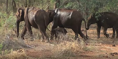 2 வாரங்களாக சோர்வுடன் சுற்றிய 11 வயது இளம் ஆண் யானை - கடைசியில் நிகழ்ந்த சோகம்!