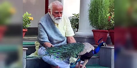 “ஒருமுறை மயிலுக்கு உணவளிப்பதற்காக முக்கிய கூட்டத்தை பாதியில் நிறுத்தினார் மோடி” - அமித் ஷா