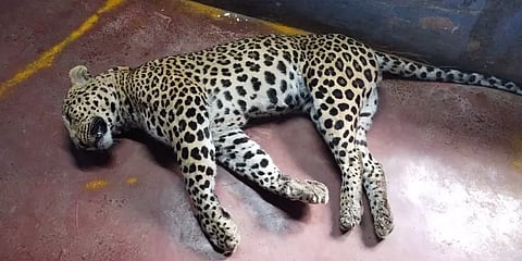 வால்பாறை: கோழி வளர்ப்புக்கூண்டில் கால்கள் சிக்கிய நிலையில் இறந்துகிடந்த சிறுத்தைப்புலி