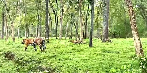 கர்நாடகா: கபினி வனப்பகுதியில் 3 குட்டிளுடன் சுற்றித்திரியும் தாய் புலி