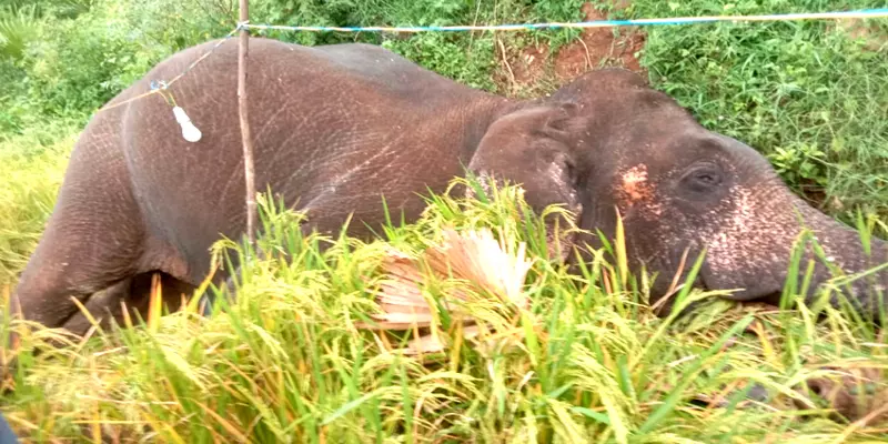 உணவு தேடி வயல்வெளியில் நுழைந்த "மக்னா" யானை: மின்சாரம் பாய்ந்து பலி