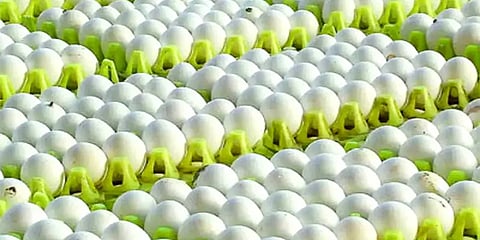 நாமக்கல்: முட்டை விலை கிடு கிடு உயர்வு – மேலும் உயரும் என தகவல்