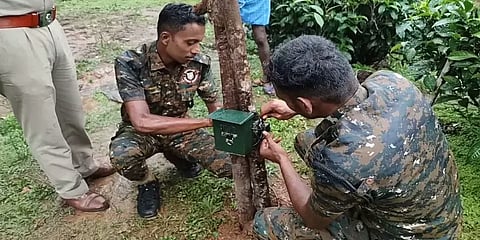 சடலமாக கிடந்த பசு மாடு: அடித்துக்கொன்றது புலியா? சிறுத்தையா? என விசாரணை