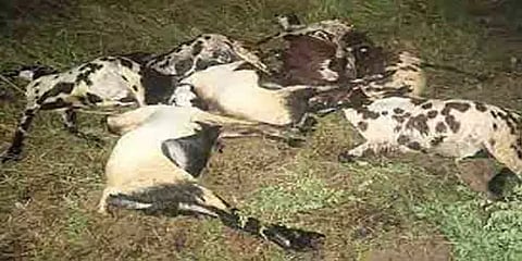 கர்நாடக மாநிலத்தில் இடி விழுந்து நூற்றுக்கும் மேற்பட்ட ஆடுகள் உயிரிழப்பு