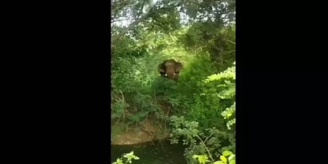 யானை தாக்கி ஜல்லிக்கட்டு காளை உயிரிழப்பு - ஒசூர் அருகே சோகம்