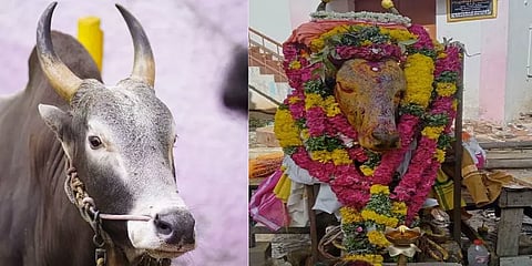 கண்ணீர் அஞ்சலி போஸ்டர்.. உயிரிழந்த ஜல்லிக்கட்டு காளைக்கு மனிதர்களைப்போல் இறுதிச்சடங்கு!