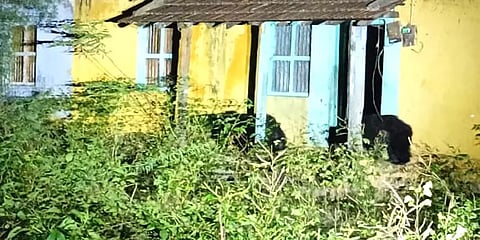 நெல்லை: குட்டியுடன் குடியிருப்பு பகுதிகளில் வலம்வந்த கரடிகள்