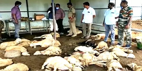 திருப்பூர்: மர்மமான முறையில் உயிரிழந்த 80க்கும் மேற்பட்ட ஆடுகள்!