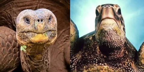 அழிவின் விளிம்பில் ஆமைகள்.. தெரிந்து கொள்ள வேண்டிய அரிய தகவல்கள்! #WorldTurtleday