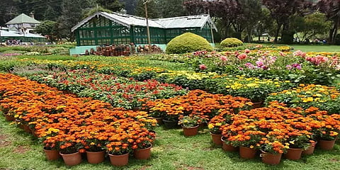 உதகை தாவரவியல் பூங்கா மலர் கண்காட்சி இன்றுடன் நிறைவு - குவியும் சுற்றுலா பயணிகள்