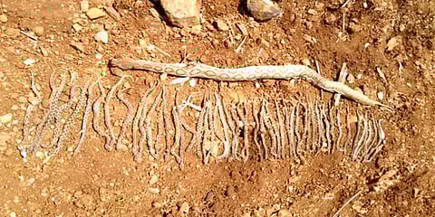 கர்நாடகா: டிராக்டர் ஏறி உயிரிழந்த கர்ப்பிணி பாம்பு: 50 குட்டிகள் உயிருடன் மீட்பு