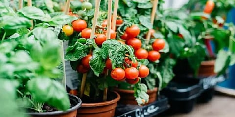 வீட்டிலேயே எளிதில் வளர்க்கக்கூடிய ஹெல்தி காய்கறிகள் - ட்ரை பண்ணுங்க!