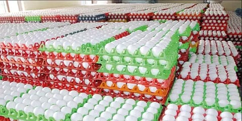 மீன்பிடி தடைக் காலம் எதிரொலி: முட்டை விலை 15 காசுகள் உயா்வு