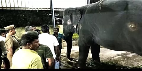 பறிமுதல் செய்ய வந்த அதிகாரிகள்.. நகர மறுத்து அடம்பிடித்த ரூபாலி யானை.. நெகிழ்ச்சி சம்பவம்