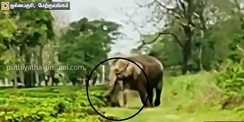 இறந்து கிடந்த யானைக்குட்டி: கண்ணீருடன் தூக்கி செல்லும் தாய் யானை- கண்கலங்க வைக்கும் காட்சி