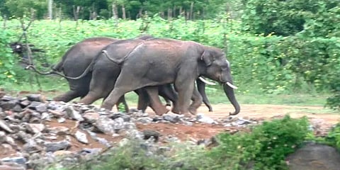 உணவு தேடி ஊருக்குள் புகுந்து கரும்புத் தோட்டத்தை துவம்சம் செய்த காட்டு யானைகள்