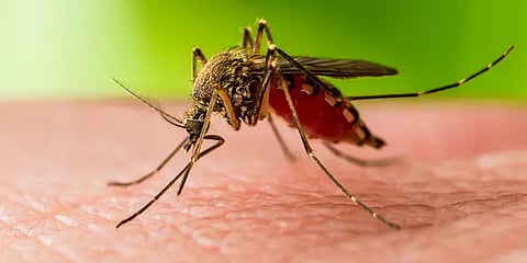 டெங்கு, கொரோனா-வை தொடர்ந்து கேரளாவை அச்சுறுத்தும் வெஸ்ட் நைல் நோய்! ஒருவர் மரணம்