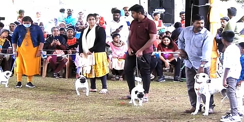 கொடைக்கானல் கோடை விழா: நாய்கள் கண்காட்சியை கண்டு ரசித்த சுற்றுலா பயணிகள்