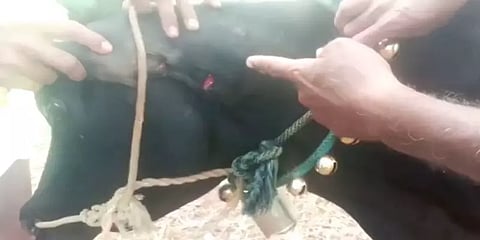 தாளவாடி அருகே புலி தாக்கி பசுமாடு பலி - வனத்துறையினர் விசாரணை