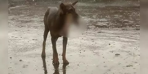 மேற்கு வங்கம்: சிகிச்சைக்கு வந்த நோயாளியின் துண்டிக்கப்பட்ட கையுடன் சுற்றித் திரிந்த நாய்!