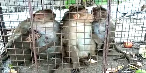 ஊருக்குள் புகுந்து பொதுமக்களை அச்சுறுத்திய குரங்குகள்: கூண்டு வைத்து பிடித்த வனத்துறை