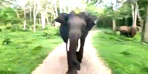 முதுமலையில் 'ஜீப் சஃபாரி' சென்றவர்களுக்கு திக்திக் நிமிடங்கள் - துரத்திய காட்டு யானை