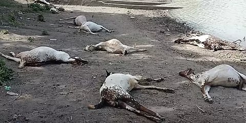 விளாத்திகுளம்: மர்மமான முறையில் அடுத்தடுத்து உயிரிழந்த 15 ஆடுகள்!