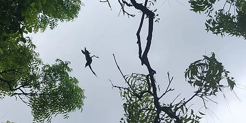 மரத்தில் தலைகீழாக தொங்கி உயிருக்கு போராடிய காகம் - பலமணி நேரம் போராடி மீட்ட இளைஞர்கள்