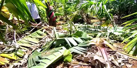 கோவை: ஊருக்குள் நுழைந்த காட்டுயானை கூட்டம்: வாழைத் தோட்டத்தில் புகுந்து அட்டூழியம்
