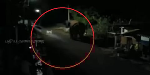குடியிருப்பு பகுதிக்குள் நுழையும் பாகுபலி யானையை அசால்ட்டாக விரட்ட முயலும் தெரு நாய்கள்!