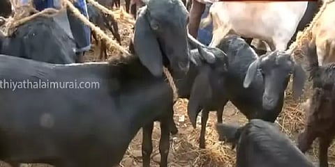 புதுக்கோட்டை ஆட்டு சந்தையில் குவியும் வியாபாரிகள் - ரூ. 1 கோடி வரை ஆடுகள் விற்பனை