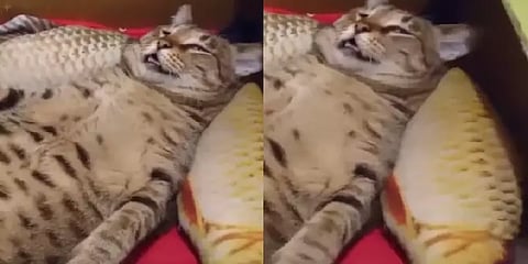 ‘இன்னும் ஏன் முழிச்சிக்கிட்டு’ : குறட்டை விட்ட பூனைக்கு மீம் போட்டு வைரலாக்கிய நெட்டிசன்ஸ்