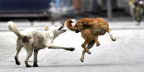 சேலம்: தெருவில் செல்வோரை விரட்டி விரட்டி கடிக்கும் வெறிநாய்: 10-க்கும் மேற்பட்டோர் காயம்