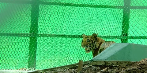 வால்பாறையில் புலிக்குட்டிக்கு வேட்டை பயிற்சி அளிக்கும் வனத்துறை