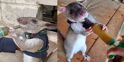 மீட்பு பணியில் இறக்கப்படும் எலி படைகள்: ஸ்காட்லாந்து விஞ்ஞானியின் அசத்தல் கண்டுபிடிப்பு!