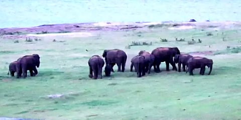 ஆழியார் அணை கரையோரம் சுற்றித்திரியும் காட்டுயானை கூட்டம் - வனத்துறை எச்சரிக்கை