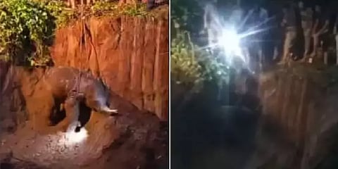 பள்ளத்தில் விழுந்த குட்டி யானை; நீண்ட போராட்டத்திற்கு பின்பு மீட்பு - வைரலாகும் வீடியோ