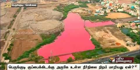 பெருங்குடி நீர்நிலை சிவப்பு நிறமாக மாறியதற்கு காரணம் இதுதானா?