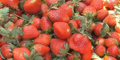 இடுக்கி மூணாறில் பயிராகும் ஸ்ட்ராபெர்ரி - விலை அதிகரிப்பால் விவசாயிகள் மகிழ்ச்சி