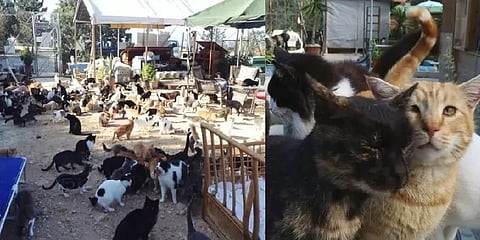 சைப்ரஸில் மட்டும் எப்படி இத்தனை லட்சம் பூனைகள் வந்தது? சுவாரஸ்ய பின்னணி தெரியுமா?