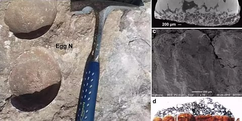 இந்தியாவிலும் இருந்தது டைனோசர் - புதிய ஆதாரம் வெளியானது: எங்கே தெரியுமா?