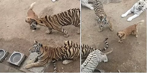 Viral : ’பயமா எனக்கா? நெவர்..’ - கெத்தாக சுற்றித்திரிந்த நாய்!