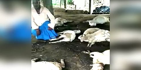 கர்நாடகா: மர்ம விலங்கு தாக்கியதில் 10 ஆடுகள் உயிரிழப்பு – அச்சத்தில் மக்கள்