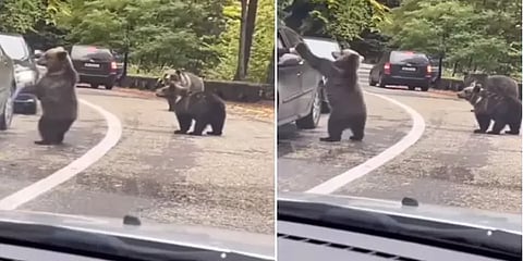 வாகன ஓட்டிக்கு Hi-Fi கொடுத்த கரடி.. வைரலாகும் க்யூட் வீடியோ!