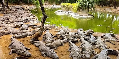 1,000 முதலைகள் குஜராத்துக்கு இடமாற்றம் -தமிழக அரசு பதிலளிக்க உயர்நீதிமன்றம் உத்தரவு