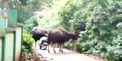 குட்டிகளுடன் வந்த காட்டெருமைகள்... வாகனங்களை விட்டு தப்பியோடிய மக்கள்!