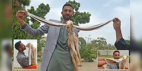 கின்னஸ் சாதனைக்கு தயாராகும் 50 செ.மீ. நீளமான காதுகளை கொண்டிருக்கும் ஆட்டுக்குட்டி!